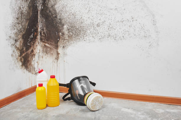 Best Mold Remediation  in Garden Acres, CA