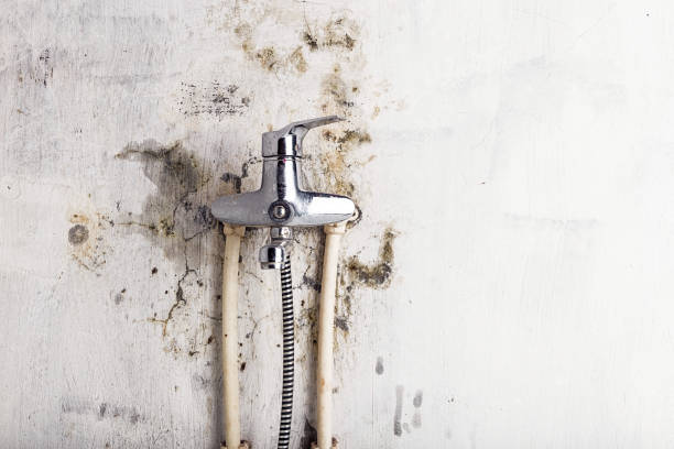 Best Toxic Mold Removal  in Garden Acres, CA