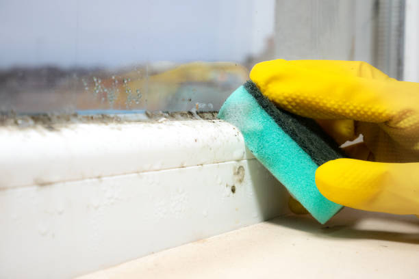 Best Mold Damage Repair  in Garden Acres, CA