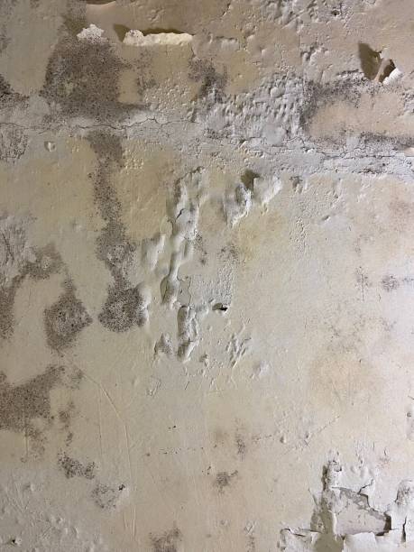 Best Mold Cleaning Services  in Garden Acres, CA