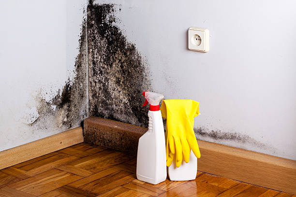 Garden Acres, CA Mold Removal Company