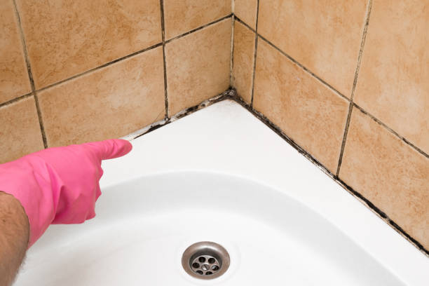 Best Best Mold Removal Companies  in Garden Acres, CA
